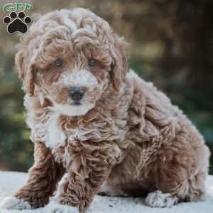 Raine, Miniature Poodle Mix Puppy