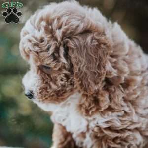 Raine, Miniature Poodle Mix Puppy