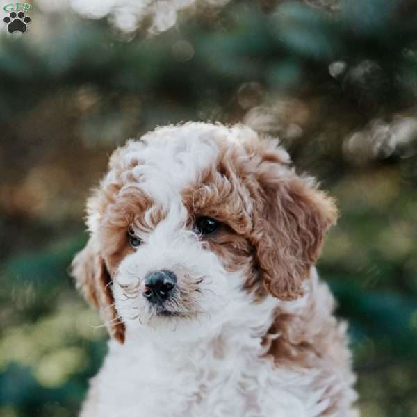 Remi, Miniature Poodle Mix Puppy