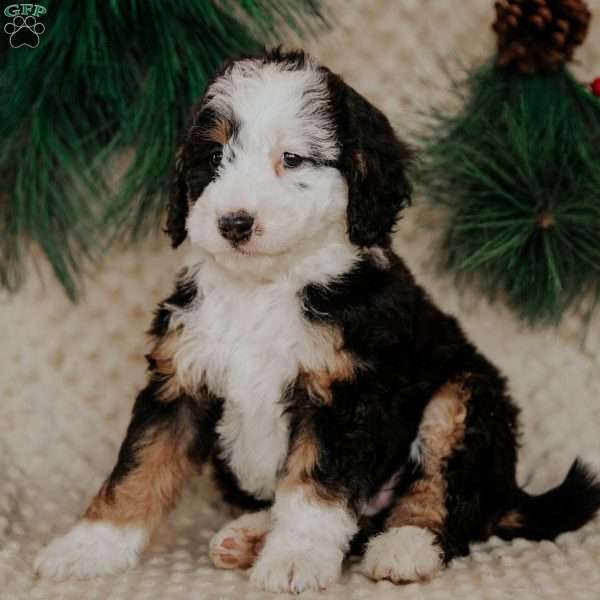 Remy, Mini Bernedoodle Puppy