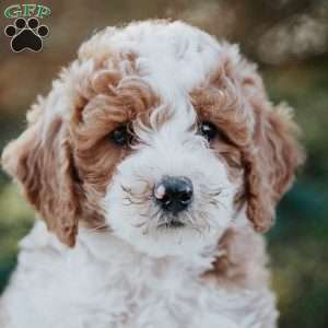 Remi, Miniature Poodle Mix Puppy