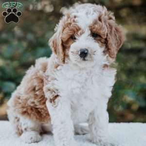 Remi, Miniature Poodle Mix Puppy