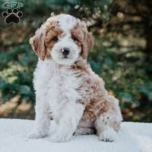 Remi, Miniature Poodle Mix Puppy