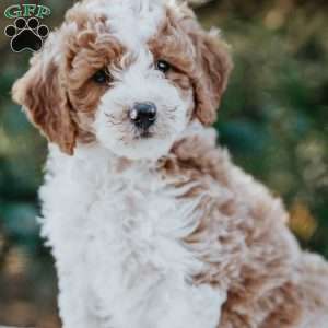 Remi, Miniature Poodle Mix Puppy