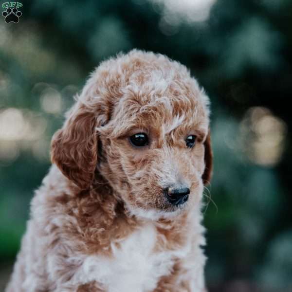 Remi, Mini Goldendoodle Puppy