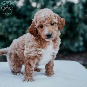 Remi, Mini Goldendoodle Puppy