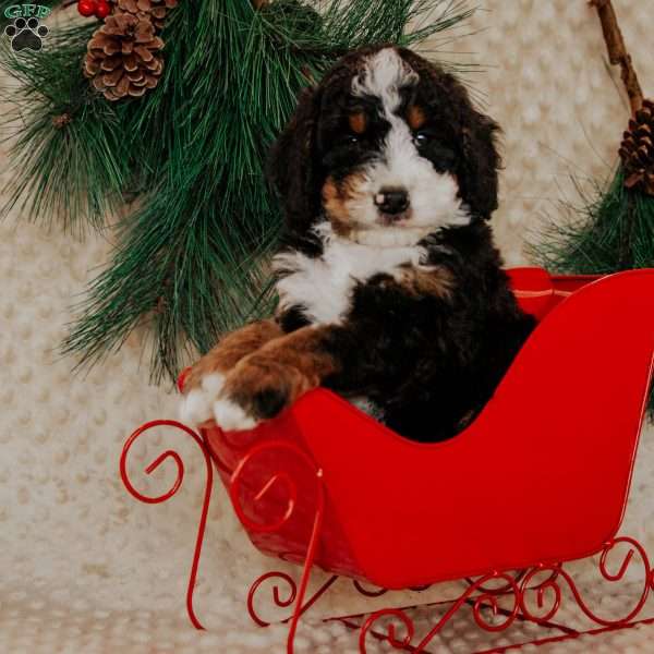 Rhino, Mini Bernedoodle Puppy