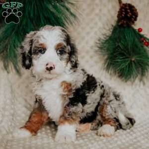 Ricky, Mini Bernedoodle Puppy