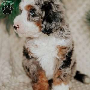 Ricky, Mini Bernedoodle Puppy