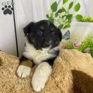 Ace, Australian Shepherd Puppy