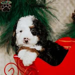 Robin, Mini Bernedoodle Puppy