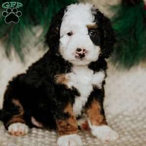 Robin, Mini Bernedoodle Puppy