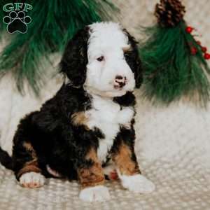 Robin, Mini Bernedoodle Puppy