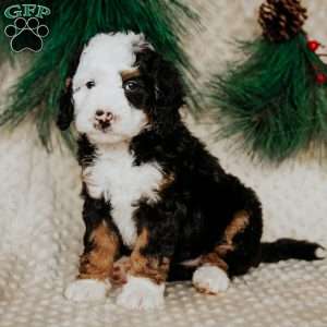 Robin, Mini Bernedoodle Puppy