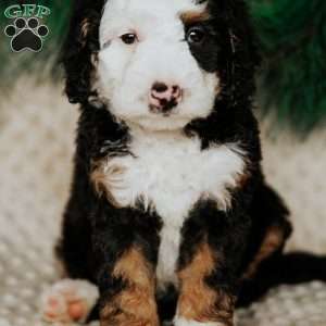 Robin, Mini Bernedoodle Puppy