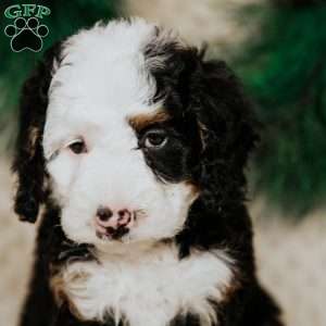 Robin, Mini Bernedoodle Puppy