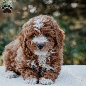 Ruby, Miniature Poodle Mix Puppy