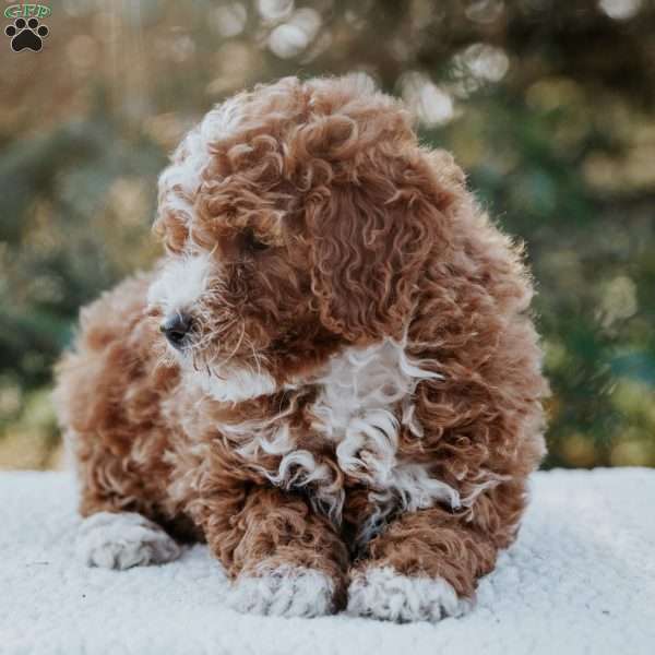 Ruby, Miniature Poodle Mix Puppy