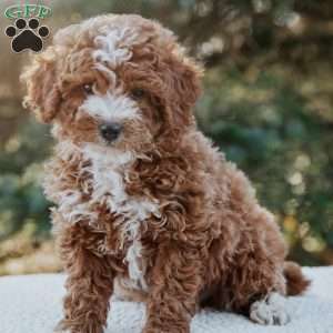 Ruby, Miniature Poodle Mix Puppy