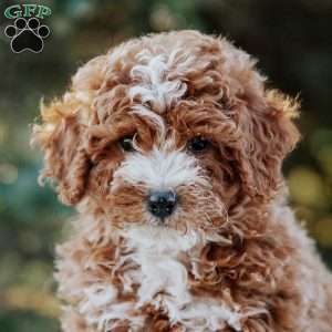 Ruby, Miniature Poodle Mix Puppy