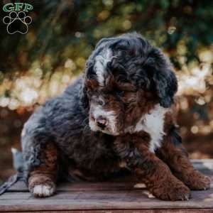 Sammy, Mini Bernedoodle Puppy