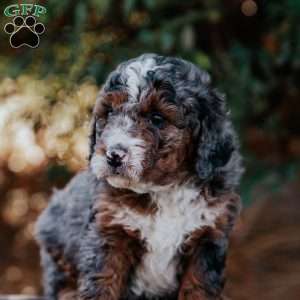 Sammy, Mini Bernedoodle Puppy