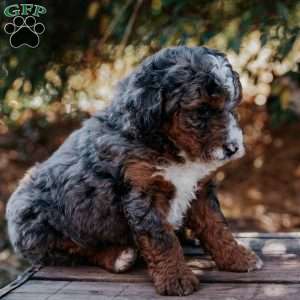 Sammy, Mini Bernedoodle Puppy