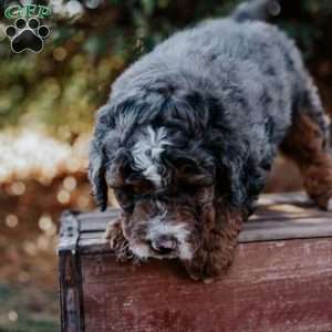 Sammy, Mini Bernedoodle Puppy