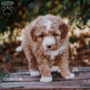 Seth, Mini Bernedoodle Puppy