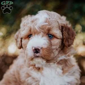 Seth, Mini Bernedoodle Puppy