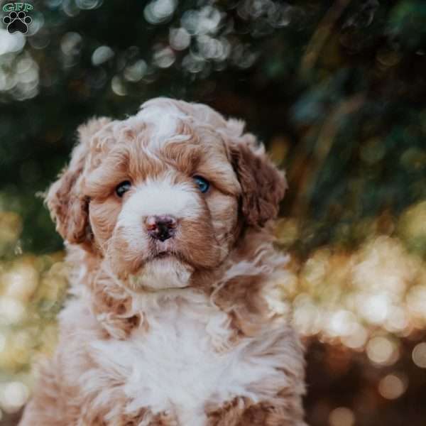 Seth, Mini Bernedoodle Puppy