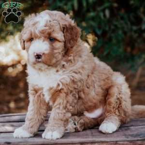 Seth, Mini Bernedoodle Puppy