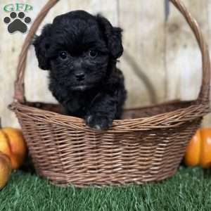 Cookie, Shih-Poo Puppy