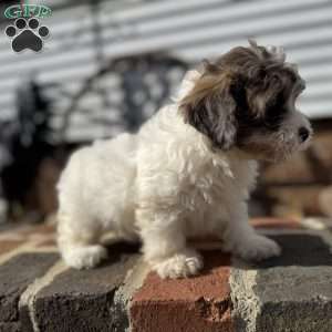 Hazel, Shih-Poo Puppy