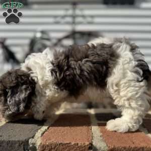 Maple, Shih-Poo Puppy