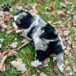 Skittles, Mini Bernedoodle Puppy