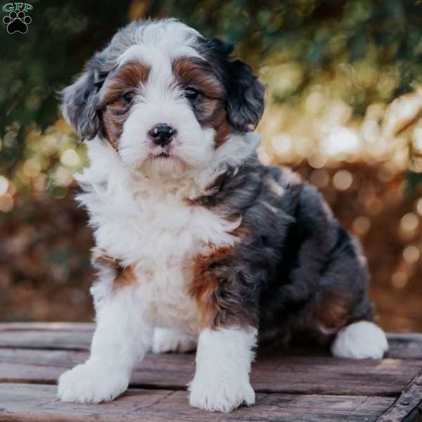 Sunflower, Mini Bernedoodle Puppy