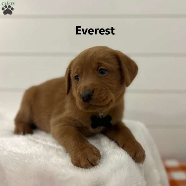 Everest, Fox Red Labrador Retriever Puppy