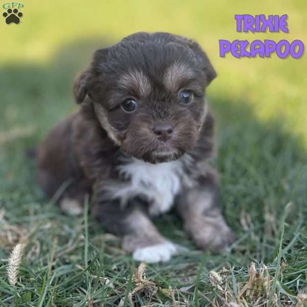 Trixie, Peekapoo Puppy