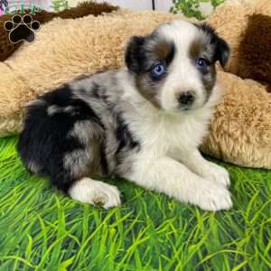 Nala, Australian Shepherd Puppy