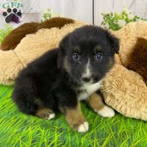 Jasper, Australian Shepherd Puppy