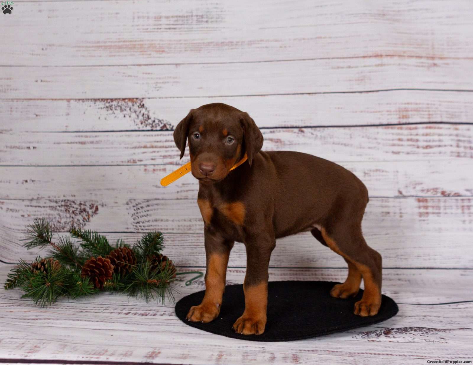 Jessica - Doberman Pinscher Puppy For Sale in Pennsylvania