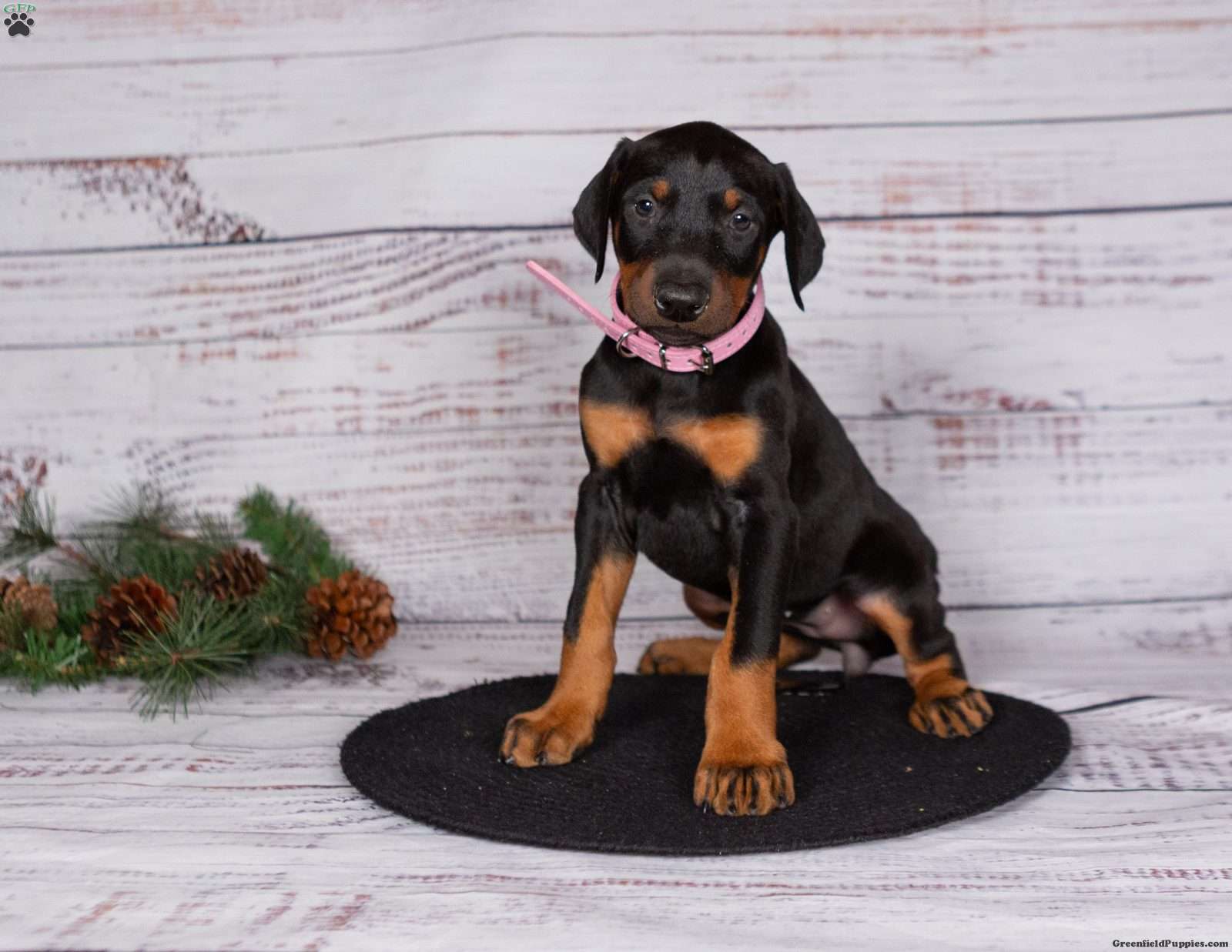 Josey - Doberman Pinscher Puppy For Sale in Pennsylvania