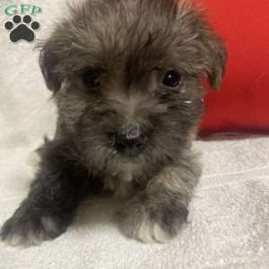 Beauty, Yorkie-Chon Puppy