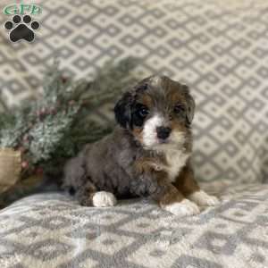 Marshall, Mini Bernedoodle Puppy