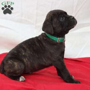 Zara, Cane Corso Puppy