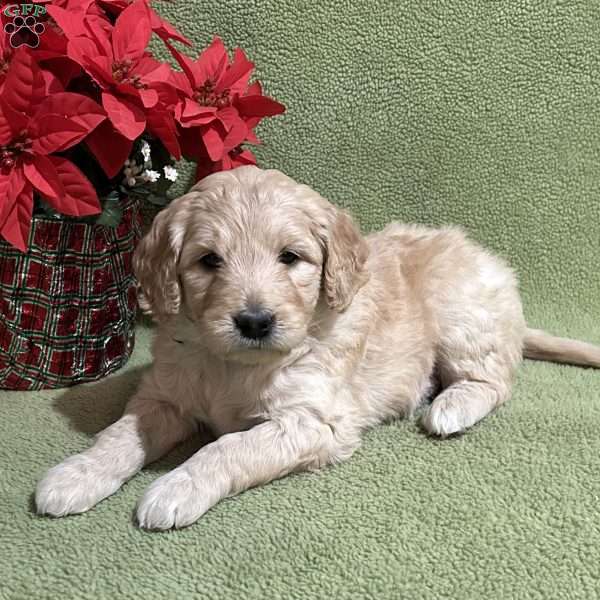 MISTLETOE, Goldendoodle Puppy