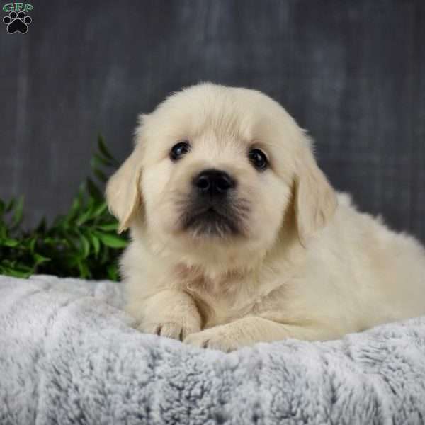 Tatum, Golden Retriever Puppy