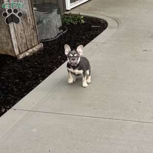 Penelope, French Bulldog Puppy