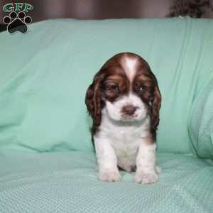 Jolly, Cocker Spaniel Puppy